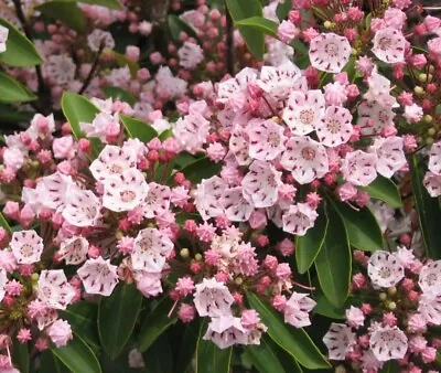 Pink Mountain Laurel LIVE Plant Bare Root All Natural 1 Ft + • $9.95