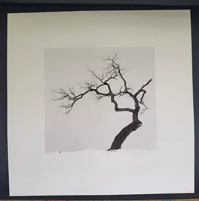 Michael Kenna - PRINT - THE ART GROUP LONDON 2008 801-476-25 KUSSHARO LAKE TREE • $25