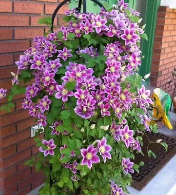 25pc CLEMATIS SEEDS Garden Plant Flower Vine Climber USA Seller FREE Shipping • $7.75