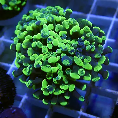 Lovely 4 Head Toxic Splatter Hammer Frag Euphyllia-Marine Coral LPS • £1.20