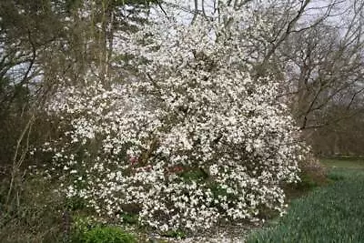 Star Magnolia Stellata Tree Bushy Shrub Plant White Spring Flower Shrubs 2L Pot • £40.98