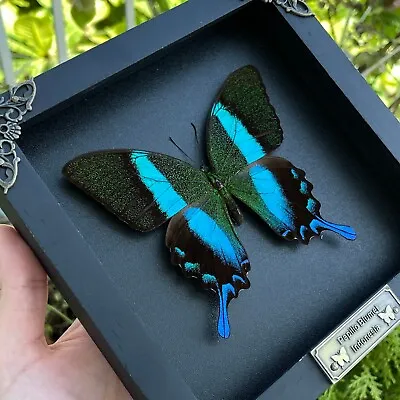 Real Dried Butterfly Framed Decor Taxidermy Entomology Insect Specimen • $49.40