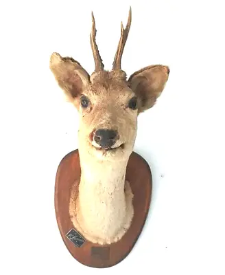 £380 • Buy Vintage 1940's  Wall Mounted Deer Head - Vintage  B. D Alexandre Taxidermy 