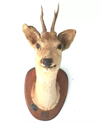£380 • Buy Vintage 1940's  Wall Mounted Deer Head - Vintage  B. D Alexandre Taxidermy 