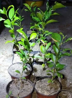 SATSUMA FRUIT TREE REAL LIVE PLANT CITRUS 4  To 10  SEEDLING MANDARIN  • $19.99