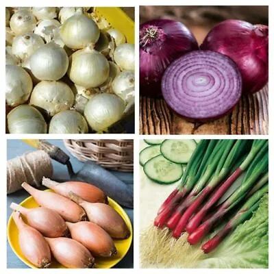 £1.29 • Buy Onion Seeds - Huge Selection Of Varieties