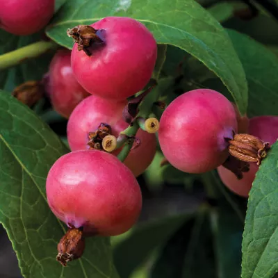 T&M Blueberry Pink Sapphire Fruit Garden Patio Hardy Shrub 9cm-2L Potted Plant • £18.99