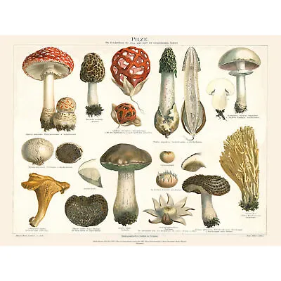 Meyers Fungus Mushrooms Large Wall Art Print • £13.48