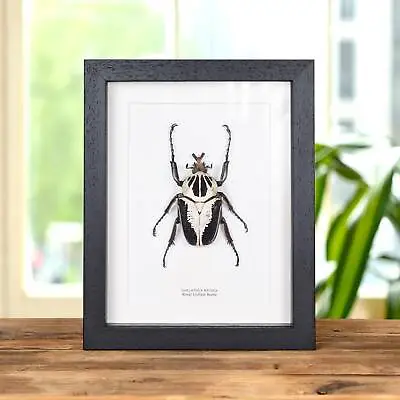 Royal Goliath Beetle Taxidermy In Box Frame (Goliathus Regius) • $303.79