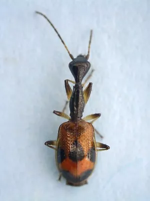 Carabidae Lebiinae Colliuris Pensylvanica USA (New Jersey) • $12.99