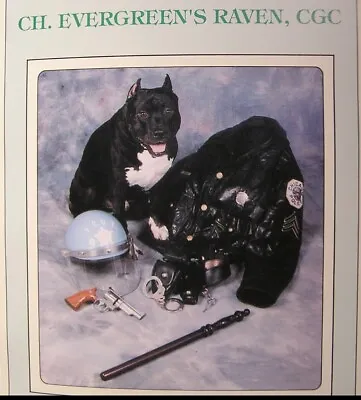 $500 • Buy American Staffordshire Terrier Memorabilia Chicago Police Helmet & Night Stick
