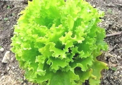 601+SALAD Bowl LETTUCE Seeds Organic Vegetable Garden Container Lose Leaf Romain • $3.25