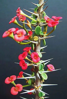 £8.05 • Buy Euphorbia Guillemetii Hybrid Exotic Rare Madagascar Bonsai Caudex Seed 5 Seeds