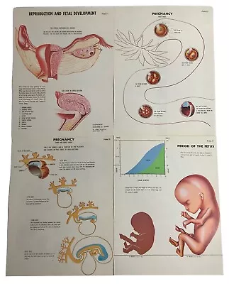 Vtg 70s Reproduction & Fetal Development Medical Anatomy Book Illustrations Lot • $15.29