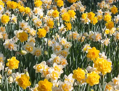 50 Mixed Daffodil Bulbs Dwarf Spring Flowering Hardy Perennial Flowers Plant Now • £59.99