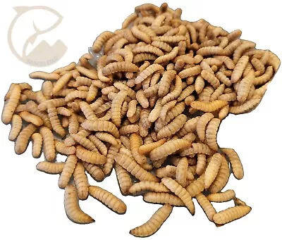 Live Black Soldier Fly Larvae • $3.99