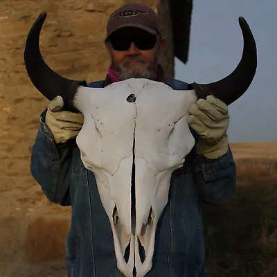  Buffalo Bison Head Skull Horns  • $316.92