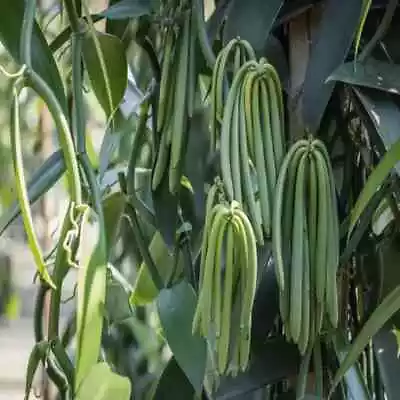 Vanilla Bean Plant Species New Vanilla Planifolia Orchid 3 Live Cuttings Rooted • $14