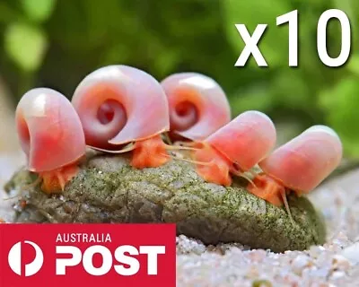 10x Rare Pink Ramshorn Snails Tank Algae Cleaner Snail Aquarium Fish • $15