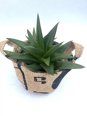 Aloe Vera Plant ‘Black Gem’+Free Handmade Hessian Basket-Office Study Desk Plant • $12