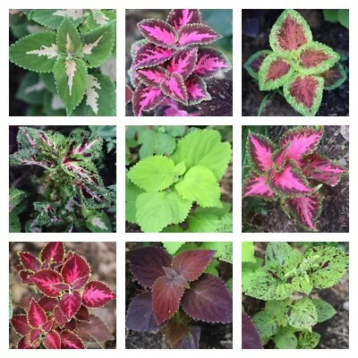 150 Coleus Seeds Organically Grown And Freshly Harvested  * My Best Selections* • £3.16