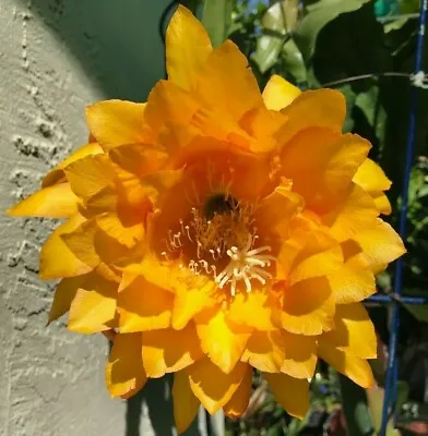 EPIPHYLLUM ORCHID CACTUS Yellow Tang Rooted 8  Long • $25