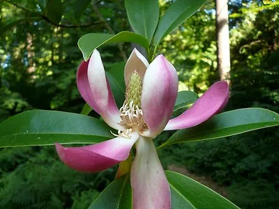 Magnolia Insignis (Manglietia) EVERGREEN - FRAGRANT FLOWERS - Seeds! • $4.99
