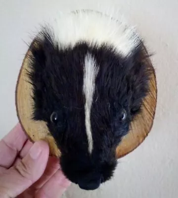 CUTE TAXIDERMY SKUNK Wall Mount Oddity Skull Hide Fur Animal Fox Rabbit Squirrel • $75