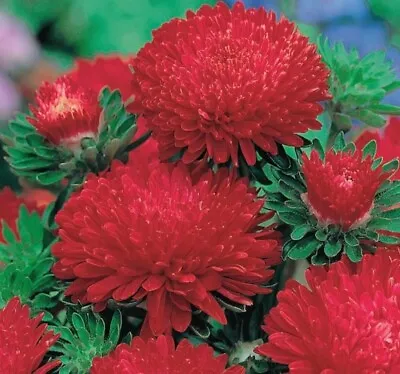 £3.59 • Buy Aster Peony Mix RED & WHITE Flowers  -100 SEEDS.   