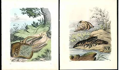 1857 Original Das Buch Der Welt Lobster Ray Fish Hermit Crab  2 Antique Prints • $19.50