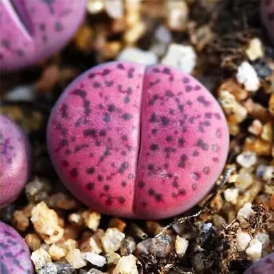 $3.99 • Buy Live Plant-Lithops Bromfieldii ‘Embers’ C393A (0.4”)|Living Stones