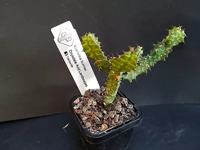 Succulents Cactus Rare Plants  Euphorbia Sunrise • $7