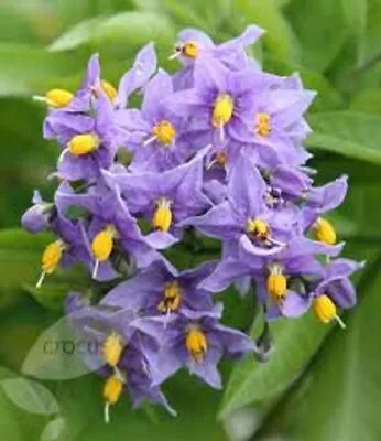 Solanum Crispum Climbing Plant Purple Flowers Evergreen Potato Vine 9cm Pot • £9.99