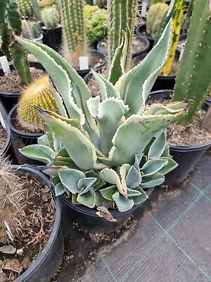 Variegated Agave Gypsophila 'Ivory Curls'  Pup X 1 Rare Cactus Succulent Plant  • $19.99