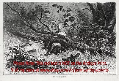 Wolf Pack & Ravens Vs. Lost Man Large 1870s Antique Engraving Print & Article • $79.95