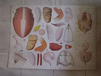 Original Vintage Medical Pull Down School Chart Of Internal Organs • $89.35