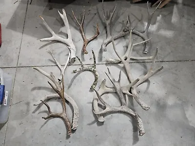 Lot Of 10 Pounds Wild Mule Deer Antler Shed Cuts Horn Rack Decor Weathered • $85