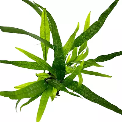 Java Fern Philippine Mini | Aquarium Plants Factory® • $19.99