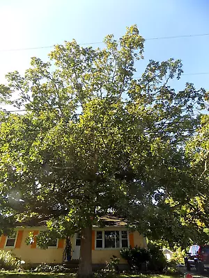 12 POST OAK ACORNS - Quercus Stellata • $10