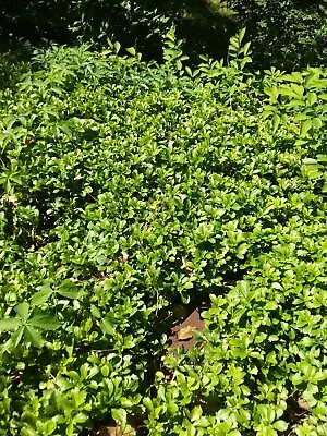 225+ Mature Well Rooted Pachysandra Terminalis Ground Cover Plants • $209.95