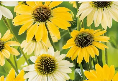 Echinacea Yellow Coneflower Plant Perennial 2 X 9cm Plant Now Striking Yellow • £8.99