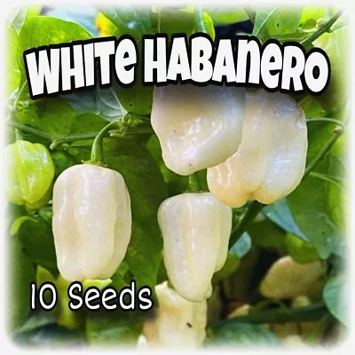 White Habanero  - 10 Seeds  (Rare Variety) + Free Bonus Seeds 🔥🔥 • $3