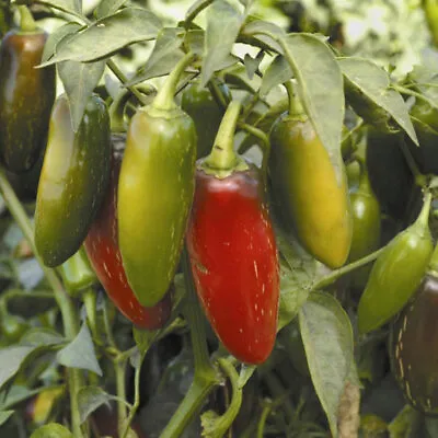 Vegetable Pepper Chilli - Early Jalapeno - Kings Seeds - 30 Seeds • £1.90