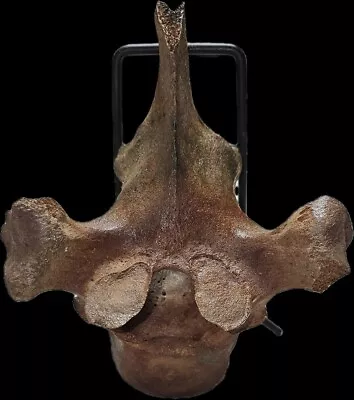 Ice Age Mammoth Calf  Vertebrae Fossil Pleistocene • $85