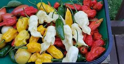 Heirloom Pepper Seeds - Many Unusual Varieties - One Shipping Charge   • $2