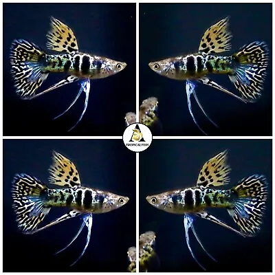 $39.95 • Buy 1 Pair - Premium Live Guppy Fish Yellow Tiger King Cobra Ribbon Great A++++