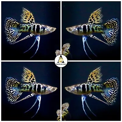 $39.95 • Buy 1 Pair - Premium Live Guppy Fish Yellow Tiger King Cobra Ribbon Great A++++