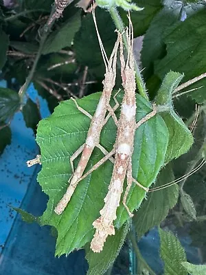£6.70 • Buy Lamponius Guerini 5x Nymphs - Guadalupe Stick Insect - Phasmid
