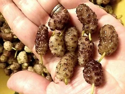 White & Purple Variegated Mulberry's-Grow Your Own Mulberry Tree's 20 Seeds • $3.99