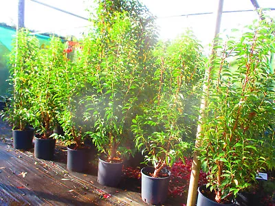 4.5ft-5ft Inc. Pot EVERGREEN Portugese Laurel  Prunus Lusitanica 9litre • £59.99